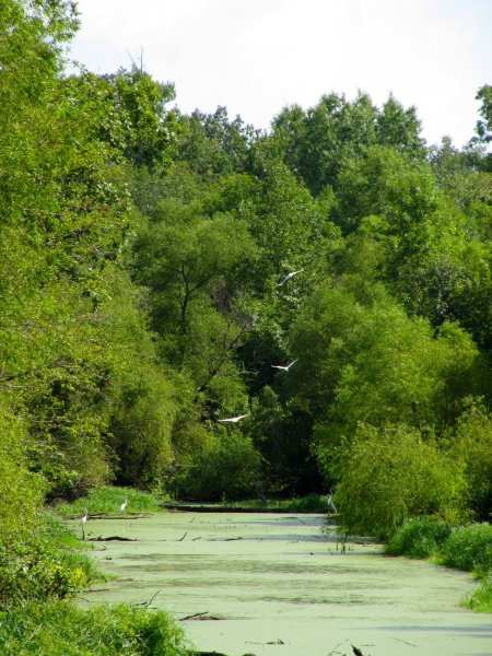 egrets flying over the river