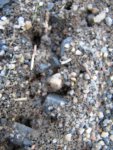 ant colony on the move