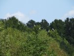 herons in the trees