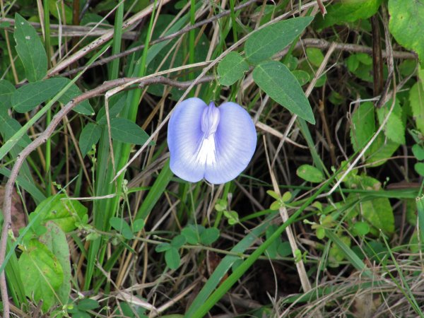 a pretty blue flower