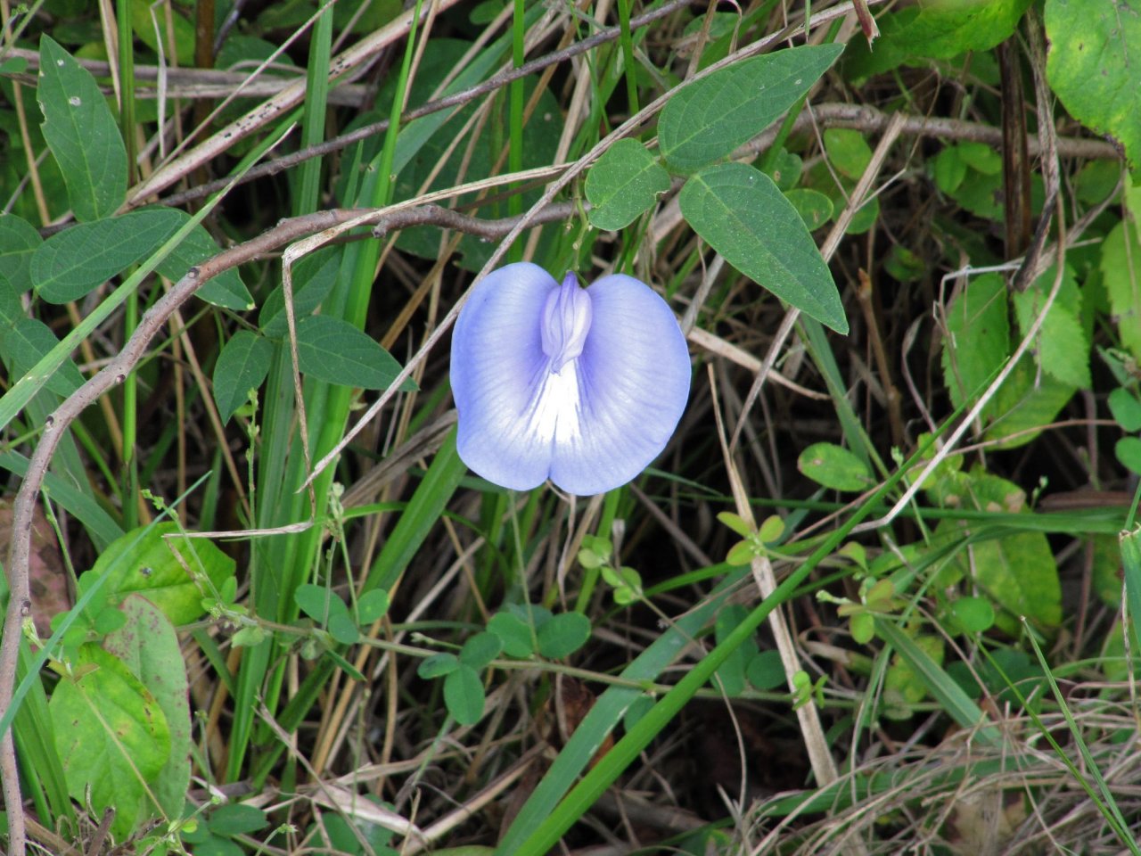 a pretty blue flower