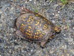 box turtle sunning itself on the road