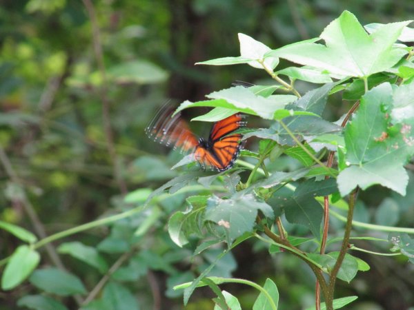 butterfly