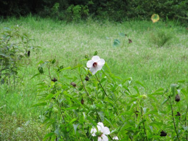 a pretty flower growing near the beaver pond