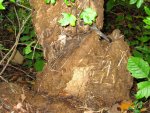 some kind of termite mound?