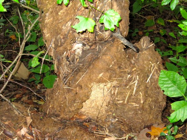 some kind of termite mound?