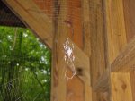 a big spider in the bridge