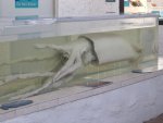 Mote Aquarium