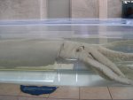 giant squid