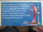 about the giant squid