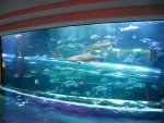 Golden Nugget aquarium water slide