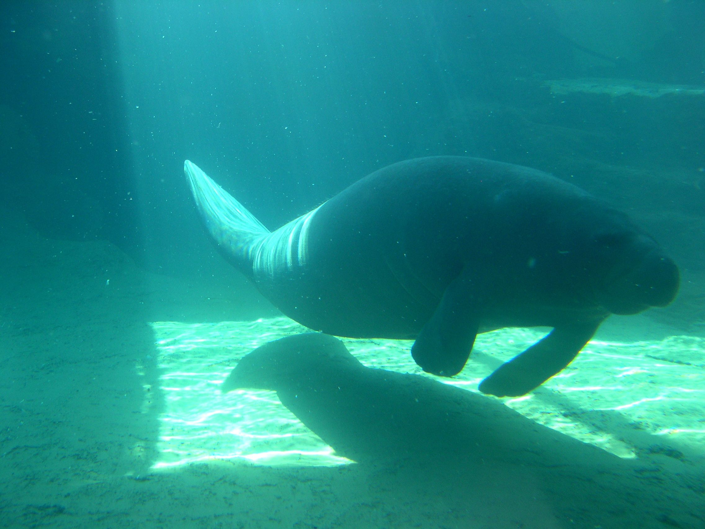 manatee (2)