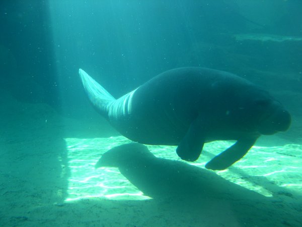 manatee (2)