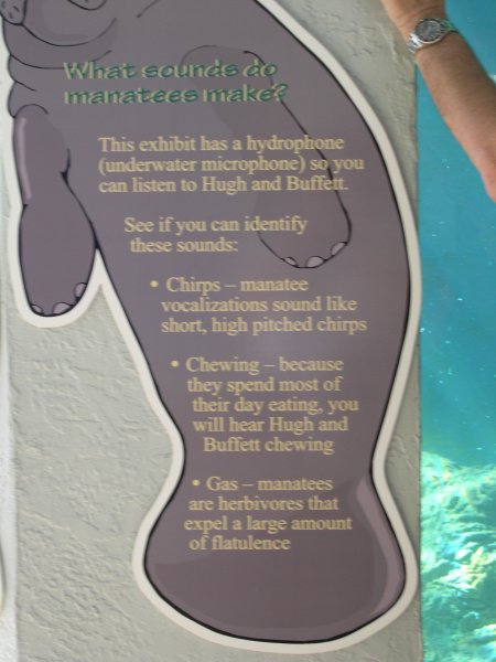 about the manatee (they fart!)