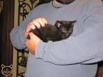 kittens!