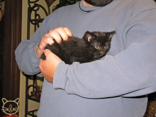 kittens!