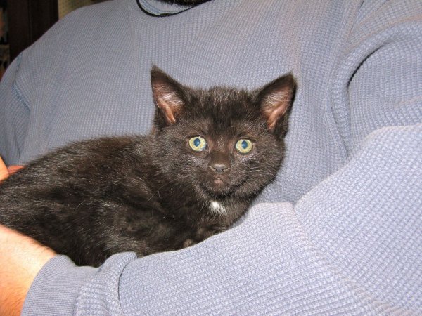 kittens!