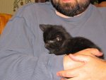 kittens!