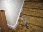kittens!