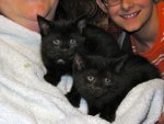 kittens!