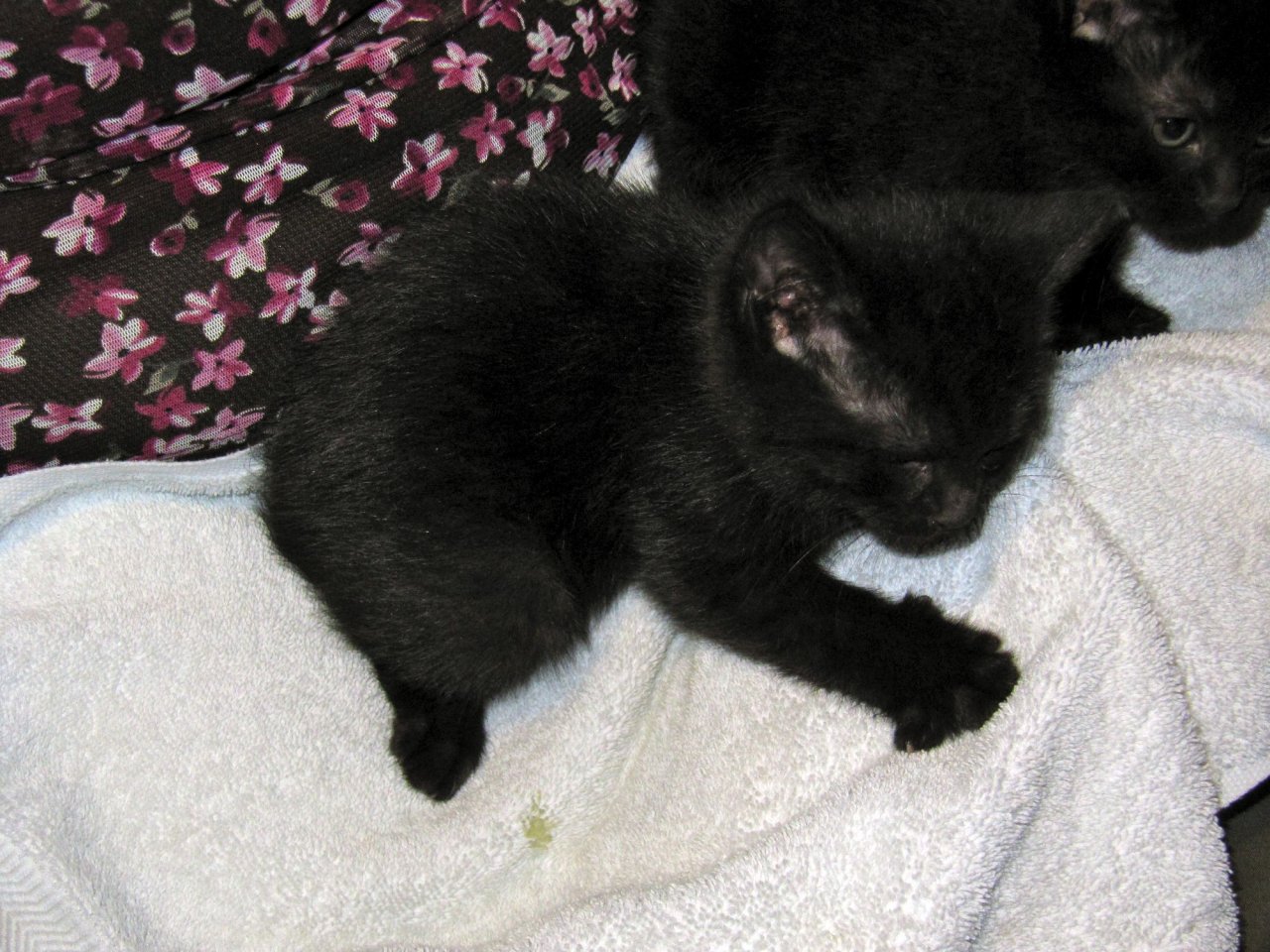 kittens!