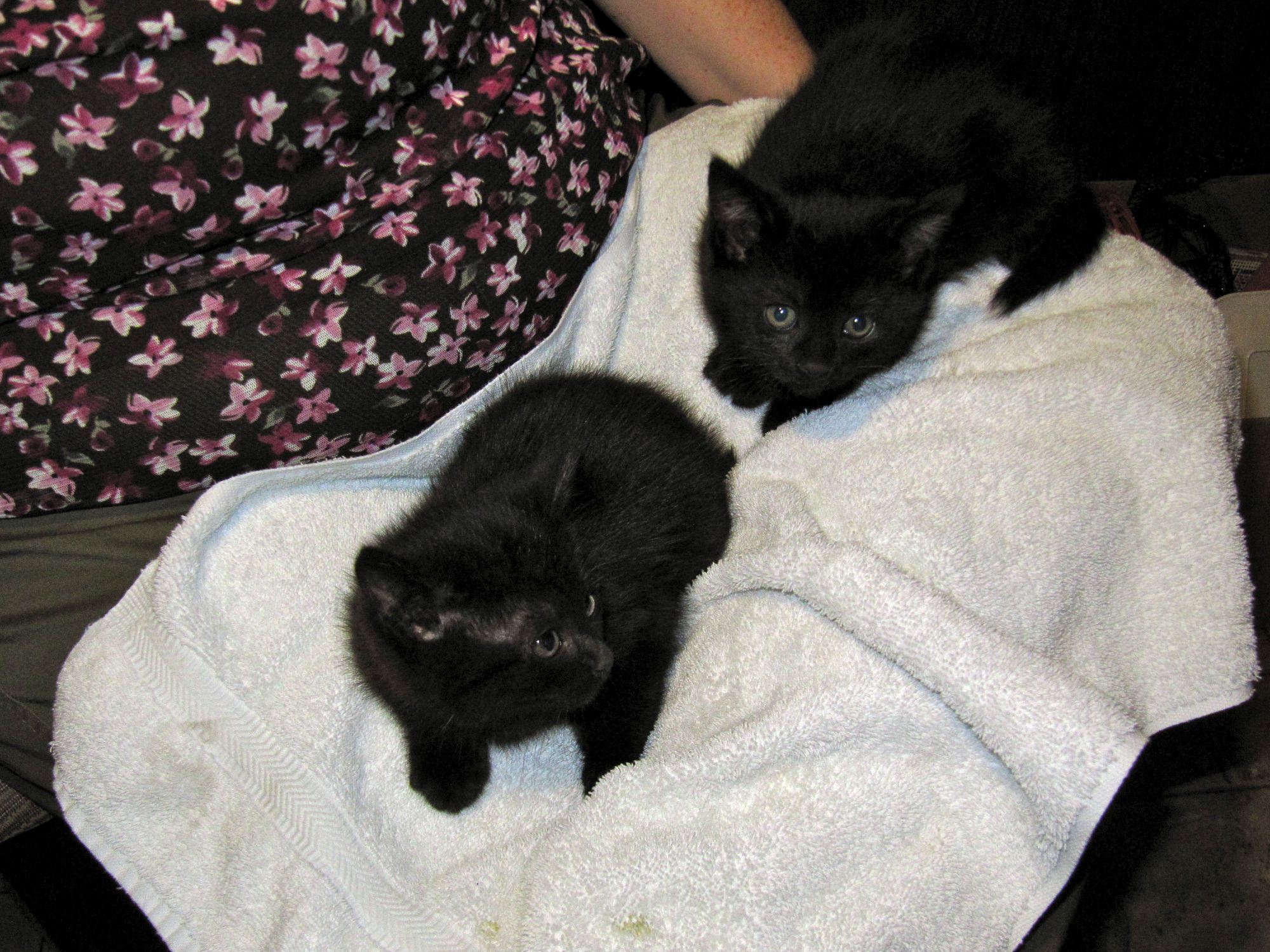 kittens!