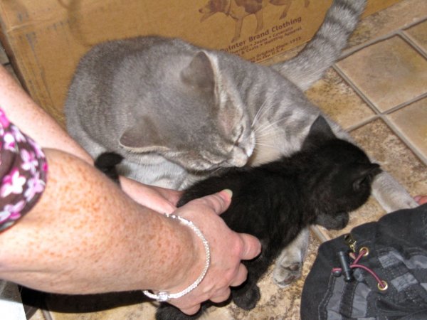 kittens!