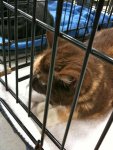 Our new kitty.  We get to pick her up tomorrow!