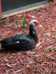 weird ducks!