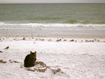 cat watching the gulls