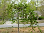 IMG_3671