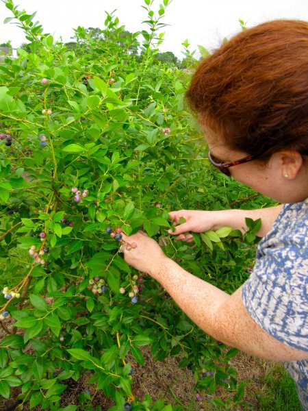 picking blueberries