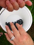 picking blueberries