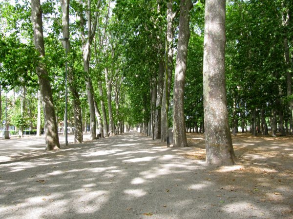 trees in the park near the conference center