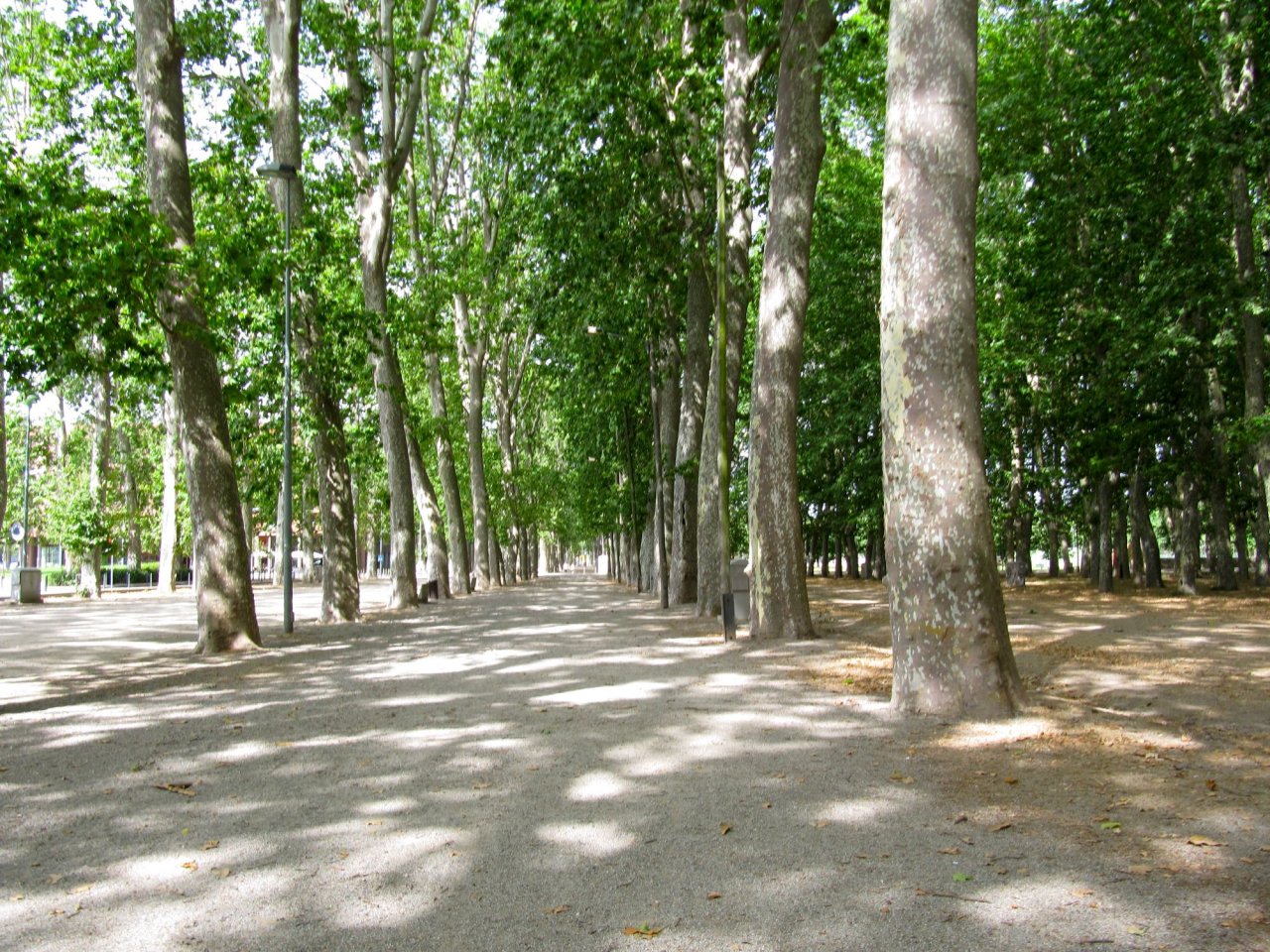 trees in the park near the conference center