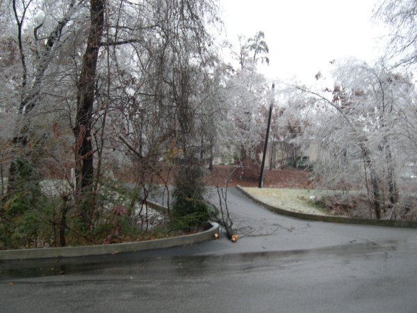 Downed Tree Near The Exit