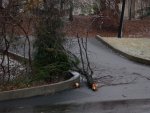 Closer on the Downed Tree