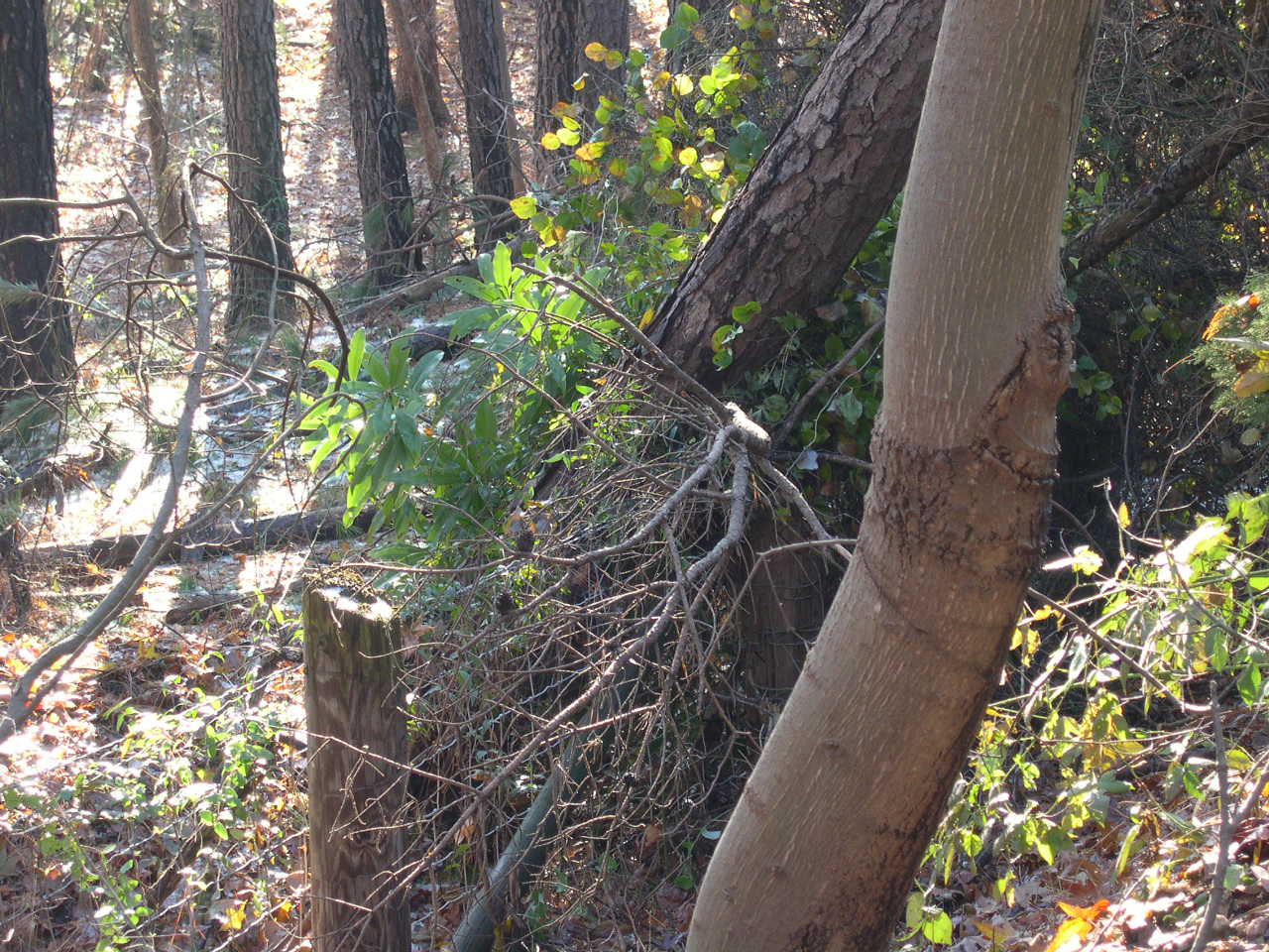 Closer View