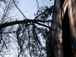 Tree Leaning Against Building