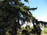 Sibelius park