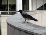 bird at the Culture Center
