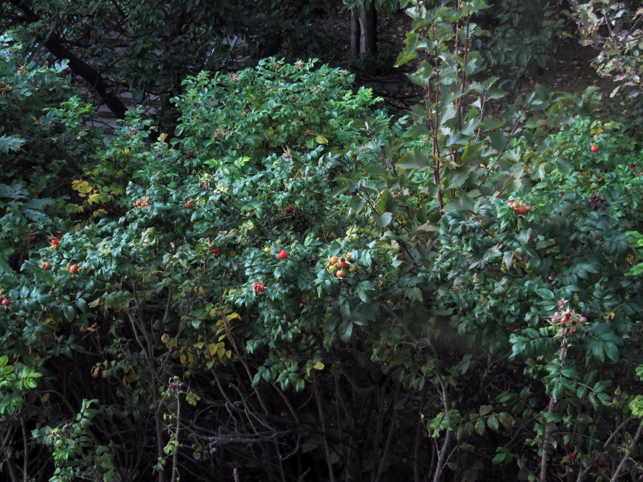 berries