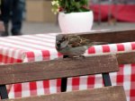 a bird joined us for lunch