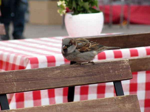 a bird joined us for lunch