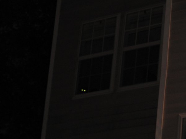 a kitty is watching from the bedroom...