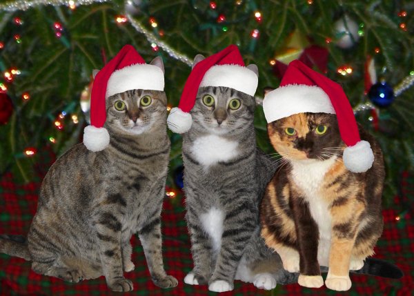 Kitty Christmas 2010: Saru, Haku, and Kamedo in Festive Getups