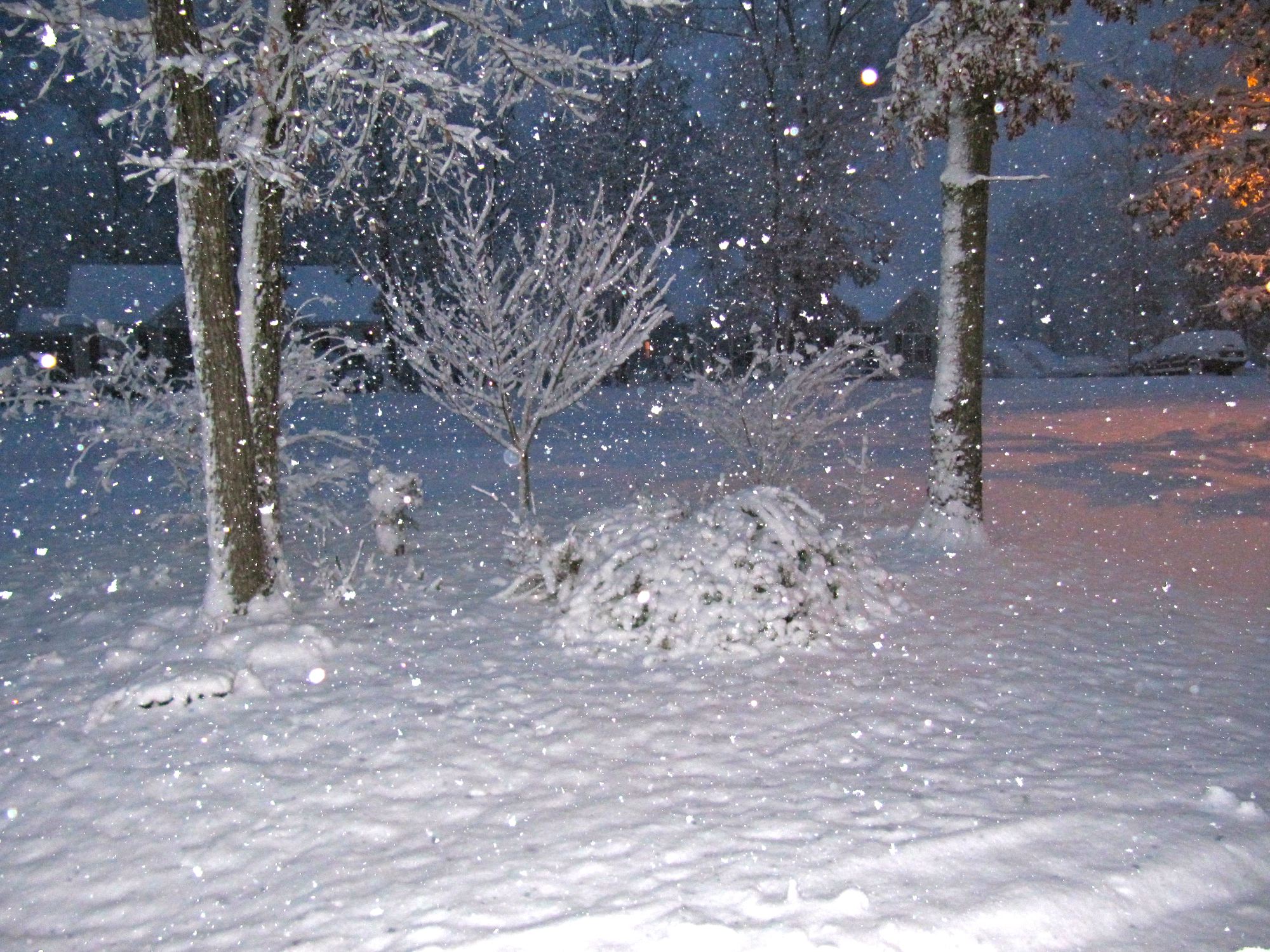 Snow covered rosemary bush