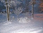 Snow covered rosemary bush