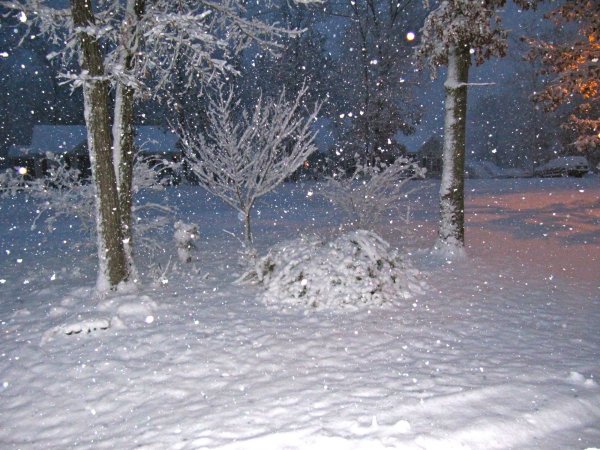 Snow covered rosemary bush