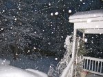 Pretty how the snow hangs onto the Lady Banks Rose